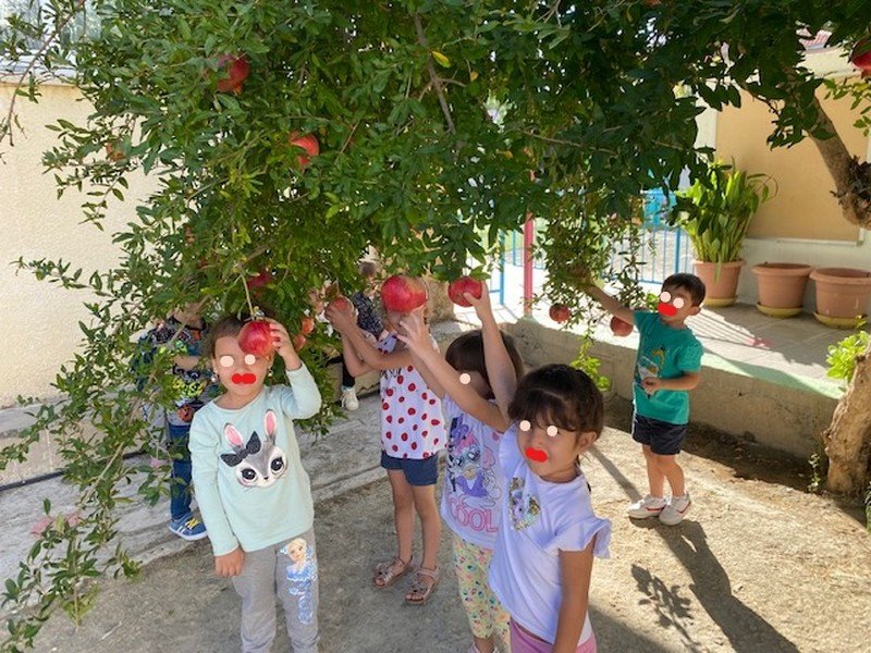 Η ροδιά μας δίνει τα ρόδια της